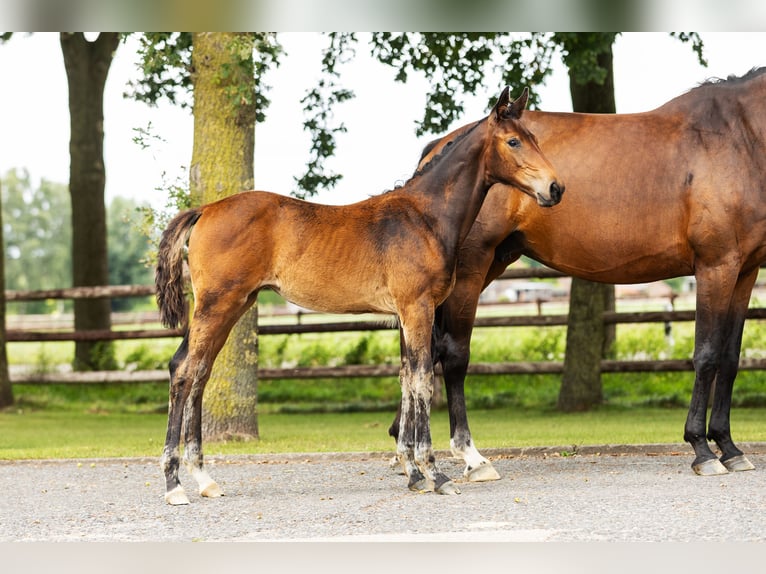 Westfaal Merrie Veulen (04/2025) Bruin in Bocholt
