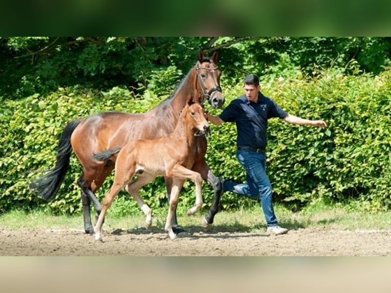 Westfaal Merrie  Bruin in Rheinberg