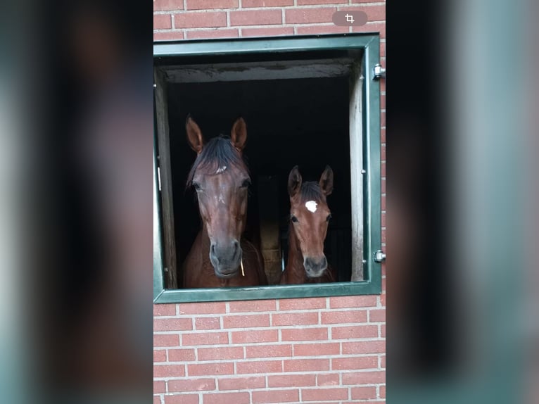 Westfaal Merrie  Bruin in Rheinberg