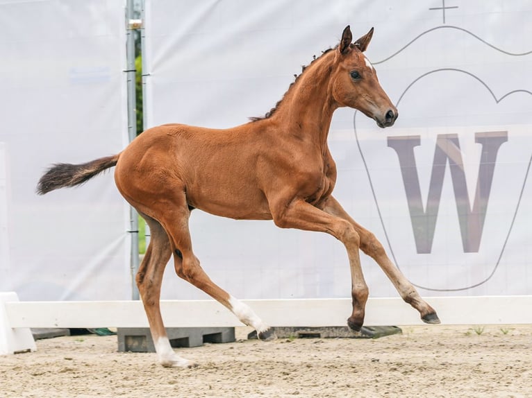 Westfaal Merrie veulen (06/2024) Bruin in Schermbeck