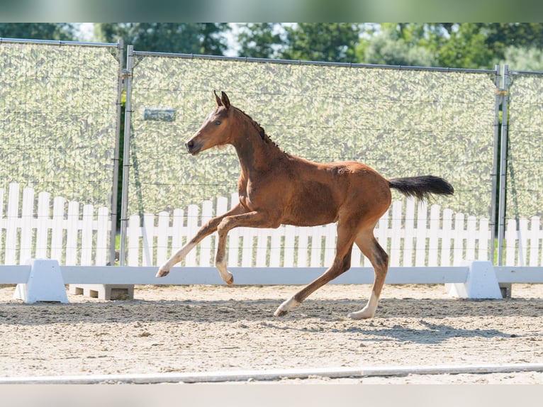 Westfaal Merrie Veulen (04/2026) Bruin in Soest