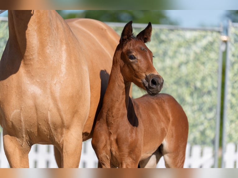Westfaal Merrie Veulen (05/2026) Bruin in Verl