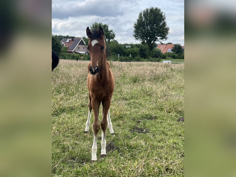 Westfaal Merrie Veulen (02/2025) Bruin in Vreden