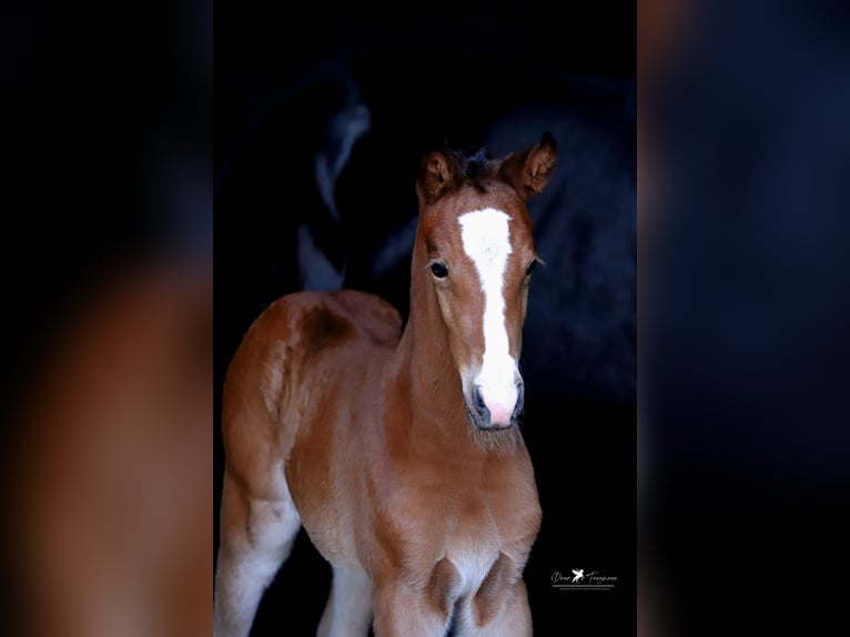 Westfaal Merrie  Bruin in Neuenkirchen-Vörden