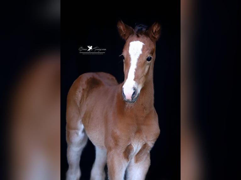 Westfaal Merrie  Bruin in Neuenkirchen-Vörden