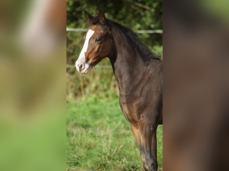 Westfaal Merrie Veulen (05/2026) Bruin in Neuenkirchen-Vörden
