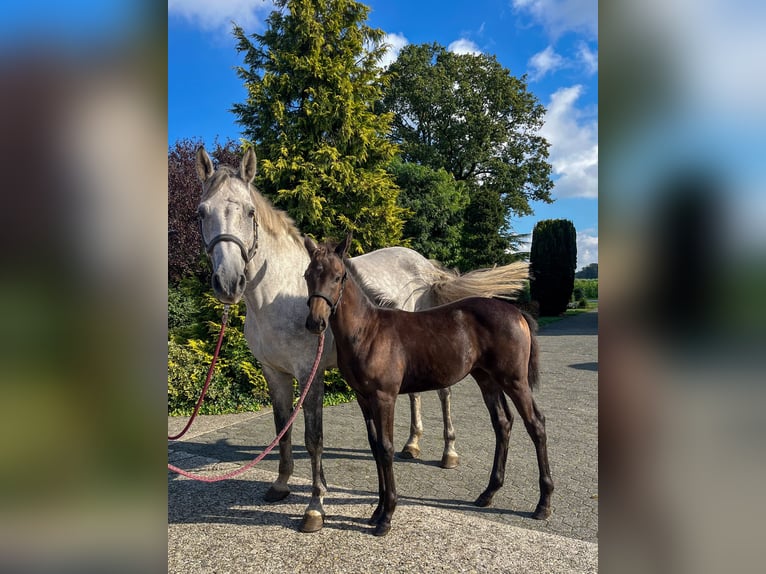 Westfaal Merrie  Bruin in Delbrück