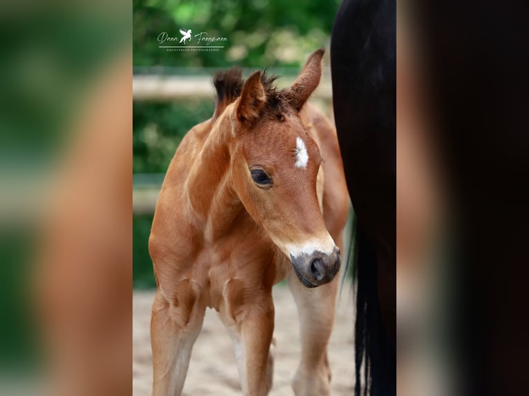 Westfaal Merrie veulen (05/2024) Bruin in Neuenkirchen-Vörden