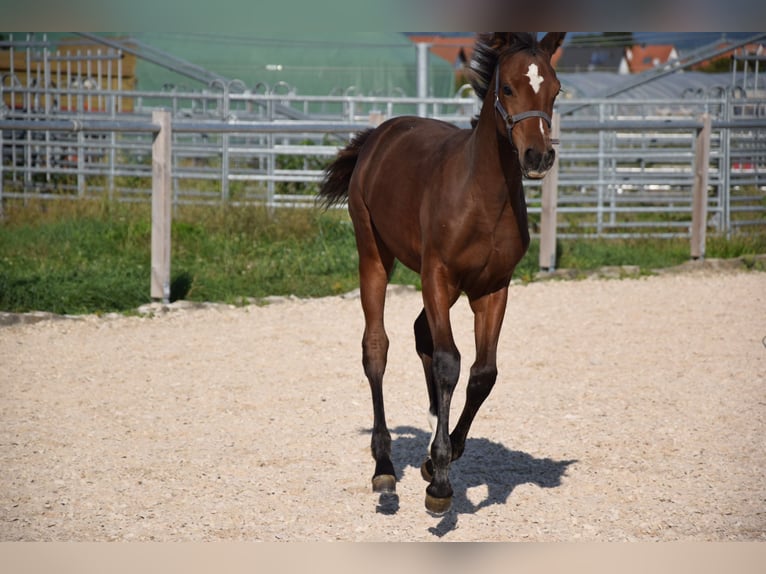 Westfaal Merrie  Bruin in Meckenheim