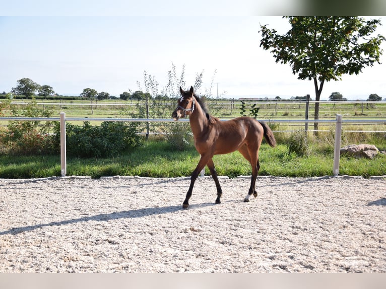 Westfaal Merrie  Bruin in Meckenheim