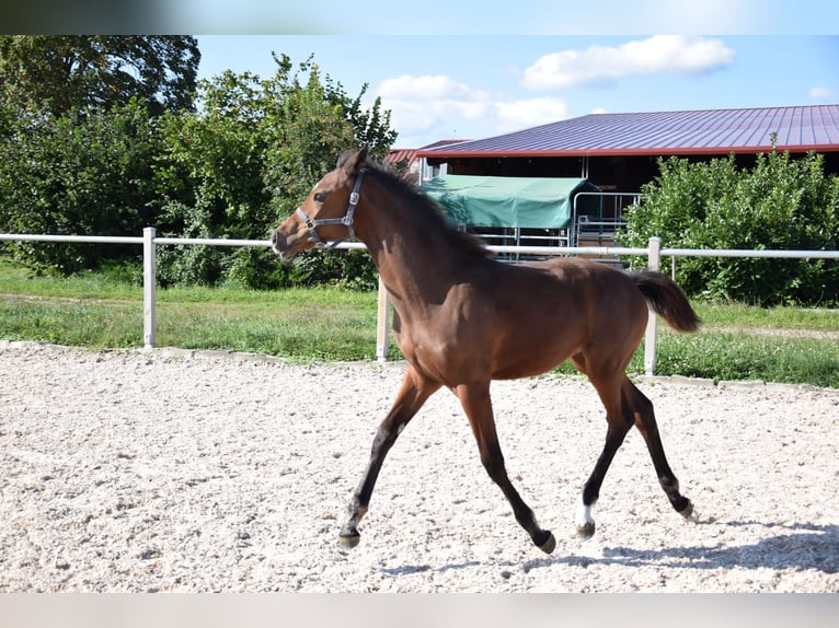 Westfaal Merrie  Bruin in Meckenheim