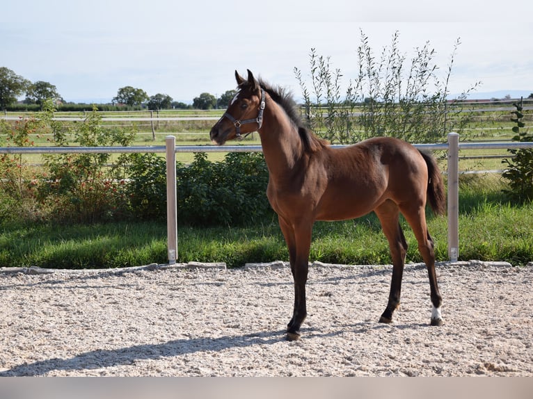 Westfaal Merrie  Bruin in Meckenheim