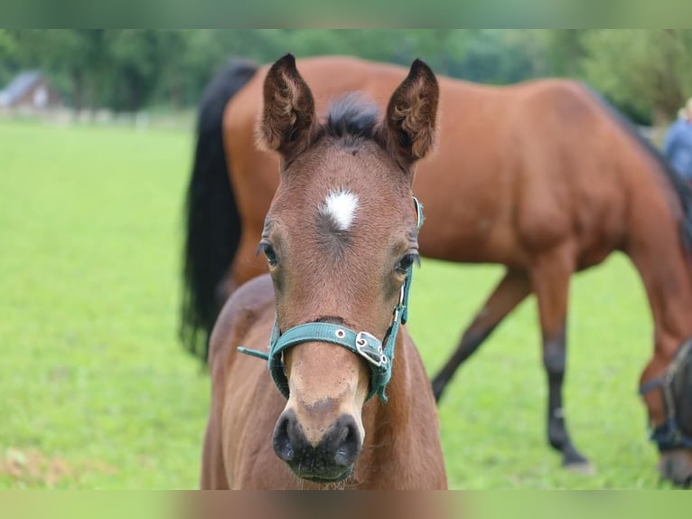 Westfaal Merrie  Bruin in Telgte