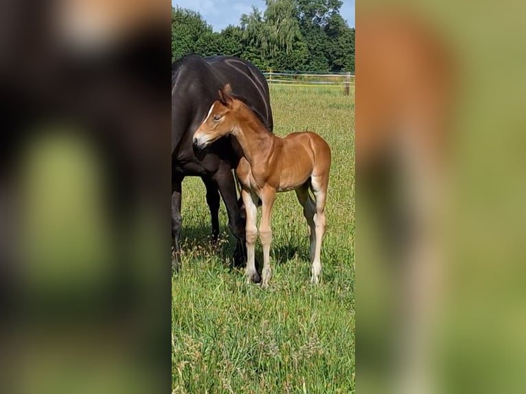 Westfaal Merrie  Bruin in H&#xF6;rstel