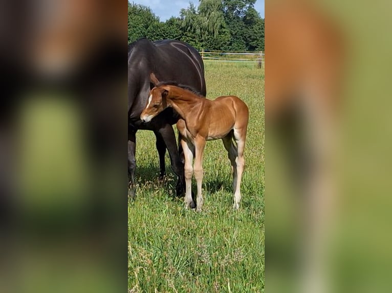 Westfaal Merrie  Bruin in H&#xF6;rstel
