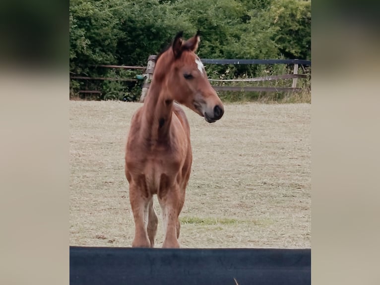 Westfaal Merrie Veulen (05/2026) Bruin in Olfen