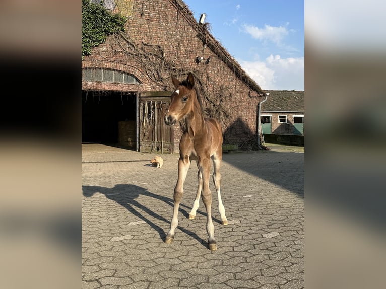 Westfaal Merrie veulen (03/2024) Bruin in Rees