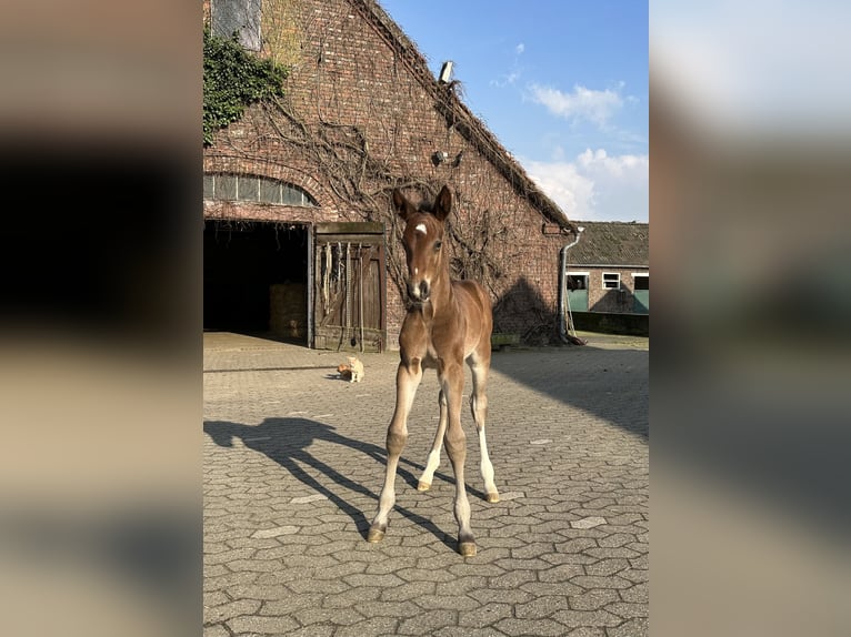 Westfaal Merrie veulen (03/2024) Bruin in Rees