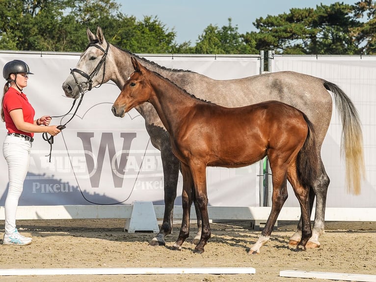 Westfaal Merrie veulen (03/2024) Bruin in Havixbeck