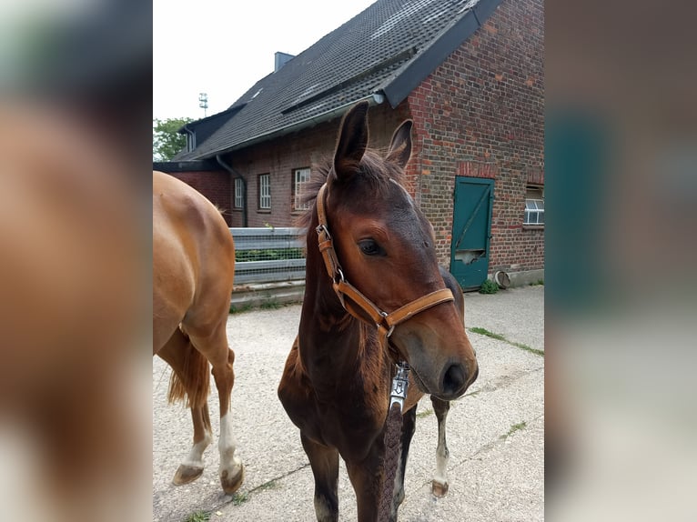 Westfaal Merrie  Bruin in Isselburg