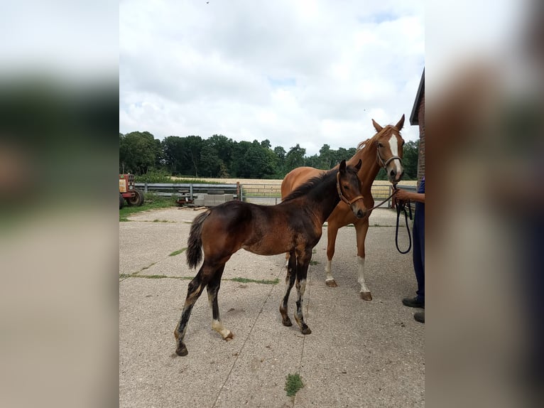 Westfaal Merrie  Bruin in Isselburg