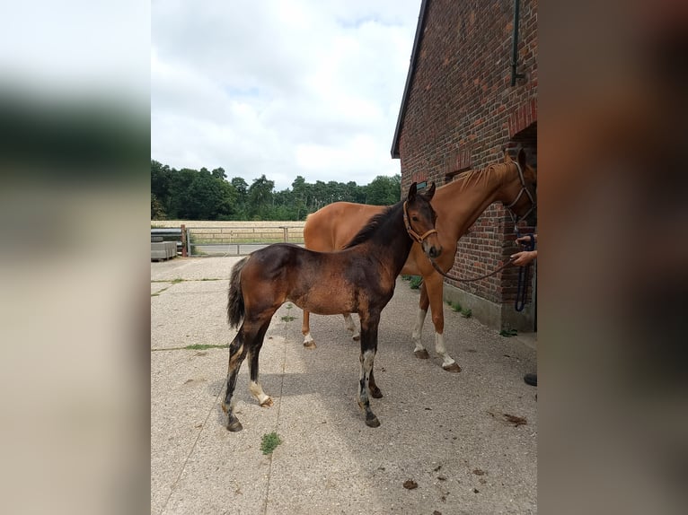 Westfaal Merrie  Bruin in Isselburg