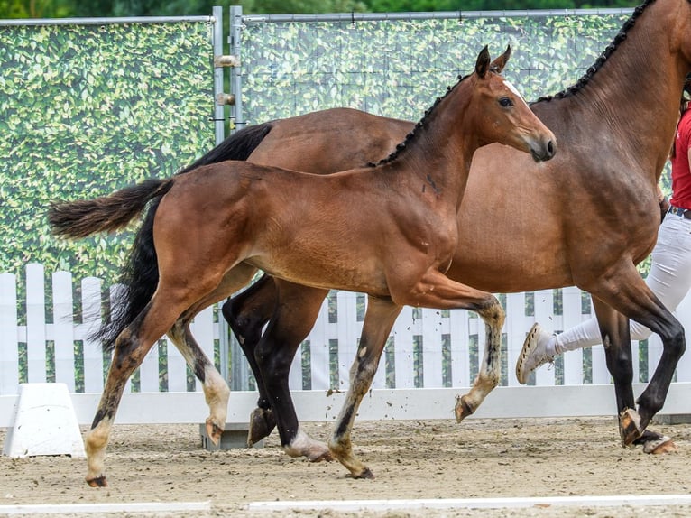 Westfaal Merrie Veulen (04/2026) Bruin in Mnster-Handorf