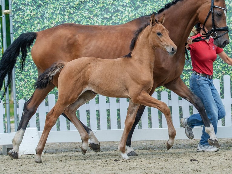 Westfaal Merrie Veulen (05/2026) Bruin in Mnster-Handorf