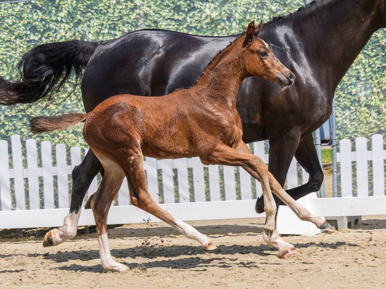 Westfaal Merrie Veulen (05/2026) Bruin in Mnster-Handorf