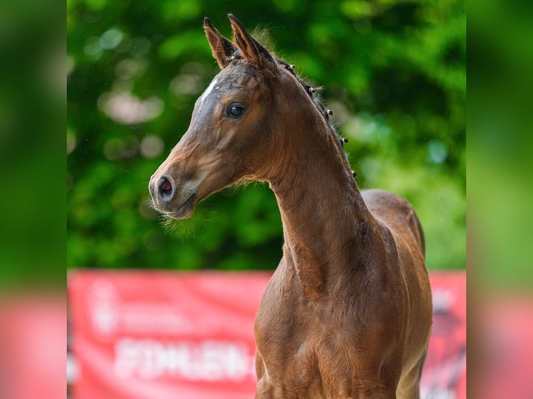 Westfaal Merrie Veulen (05/2026) Bruin in Mnster-Handorf