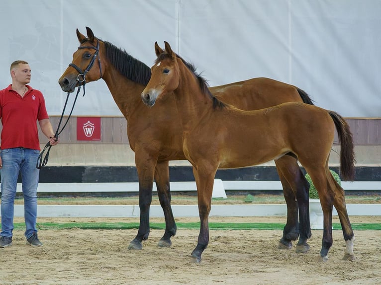 Westfaal Merrie Veulen (01/2026) Bruin in Mnster-Handorf