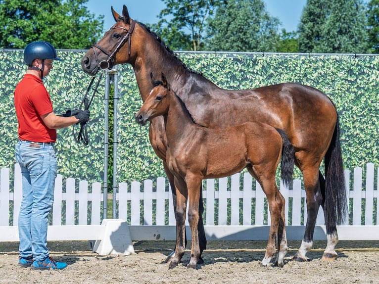 Westfaal Merrie  Bruin in M&#xFC;nster Handorf