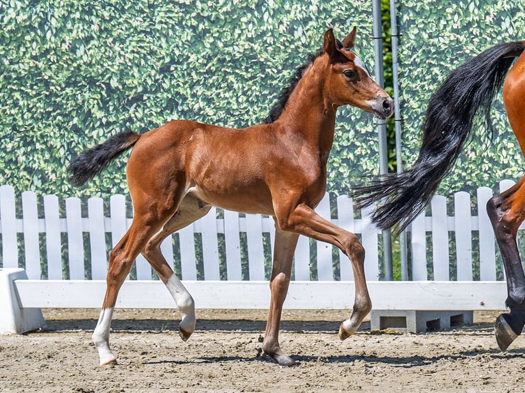 Westfaal Merrie  Bruin in M&#xFC;nster Handorf