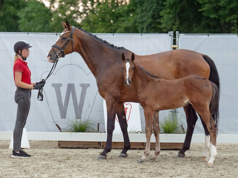 Westfaal Merrie veulen (06/2024) Bruin in Münster-Handorf