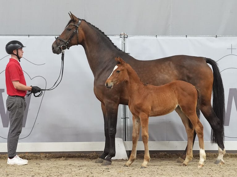 Westfaal Merrie veulen (05/2024) Bruin in Münster-Handorf