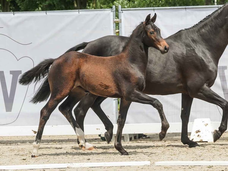 Westfaal Merrie veulen (03/2024) Bruin in Münster-Handorf