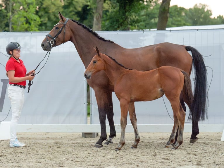 Westfaal Merrie veulen (05/2024) Bruin in Münster-Handorf