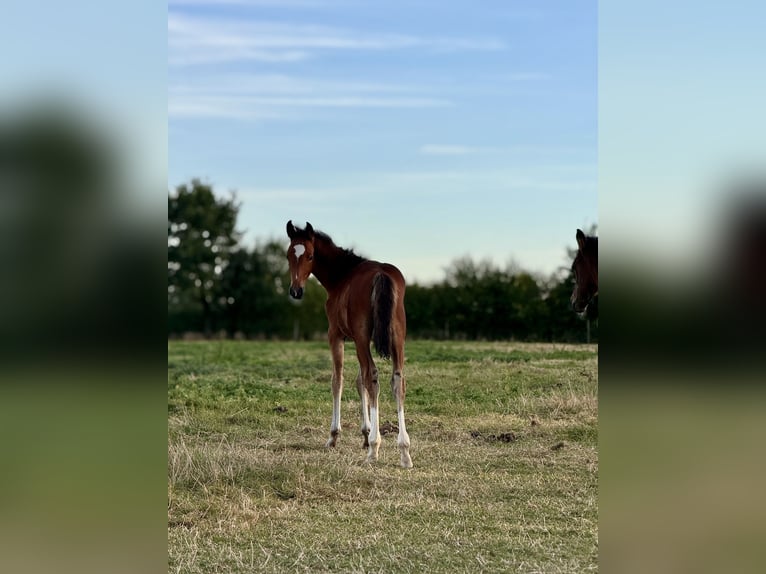 Westfaal Merrie Veulen (06/2025) Bruin in Sendenhorst