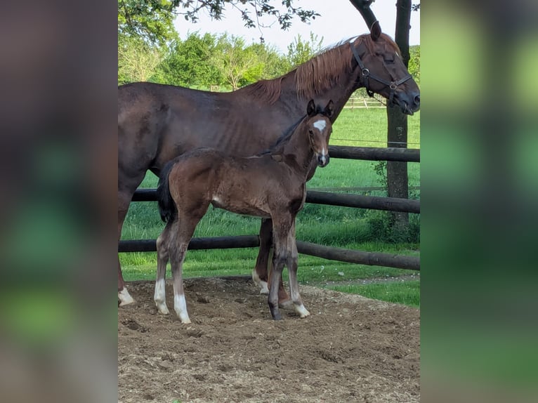 Westfaal Merrie Veulen (03/2025) Bruin in Vreden