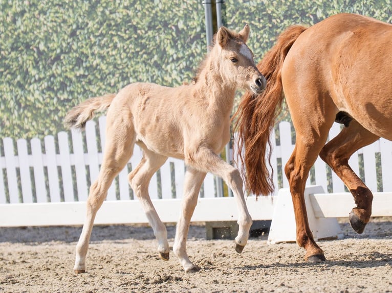 Westfaal Merrie  Buckskin in Münster-Handorf