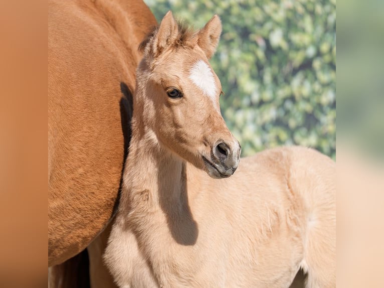 Westfaal Merrie  Buckskin in Münster-Handorf