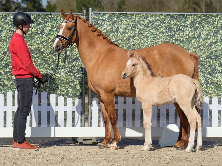Westfaal Merrie  Buckskin in Münster-Handorf