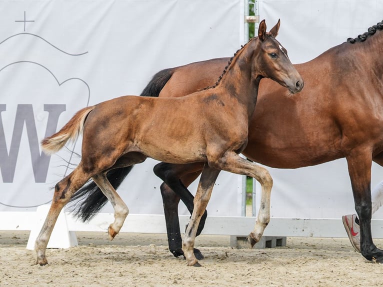 Westfaal Merrie veulen (05/2024) Donkerbruin in AN Voorst Oude Ijsselstreek