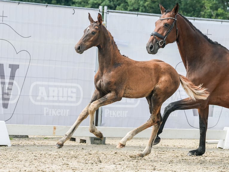 Westfaal Merrie veulen (05/2024) Donkerbruin in AN Voorst Oude Ijsselstreek