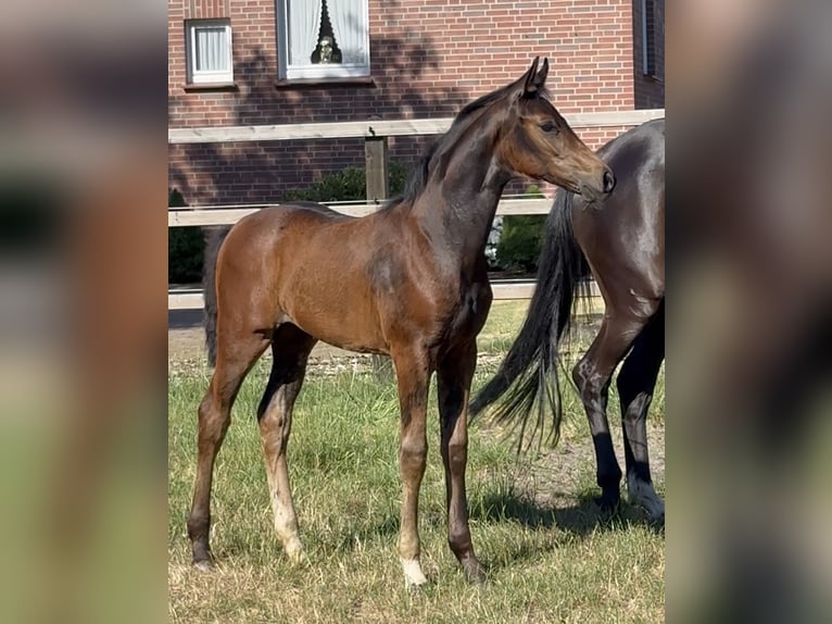 Westfaal Merrie Veulen (04/2026) Donkerbruin in Neuenkirchen
