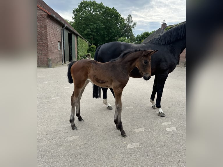 Westfaal Merrie veulen (05/2024) Donkerbruin in Rees