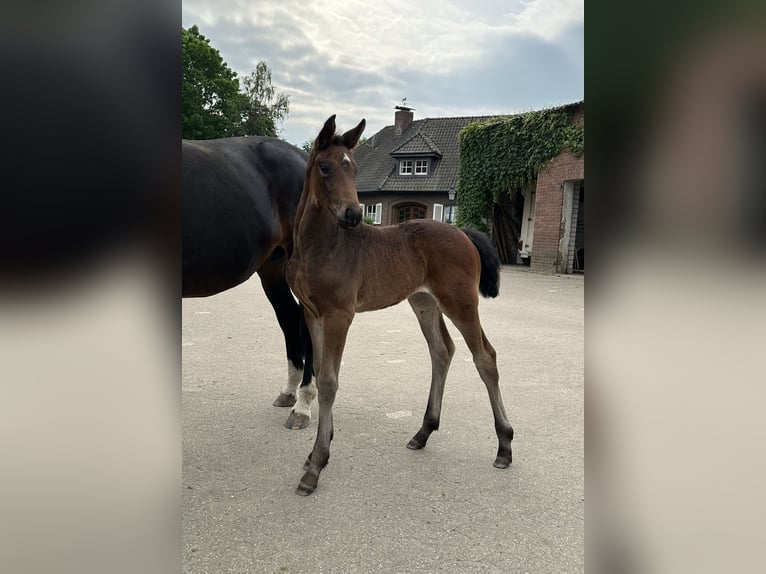 Westfaal Merrie veulen (05/2024) Donkerbruin in Rees