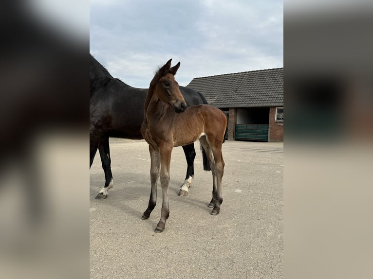 Westfaal Merrie veulen (05/2024) Donkerbruin in Rees