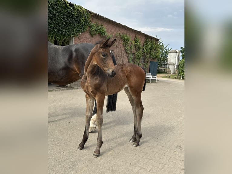 Westfaal Merrie veulen (05/2024) Donkerbruin in Rees