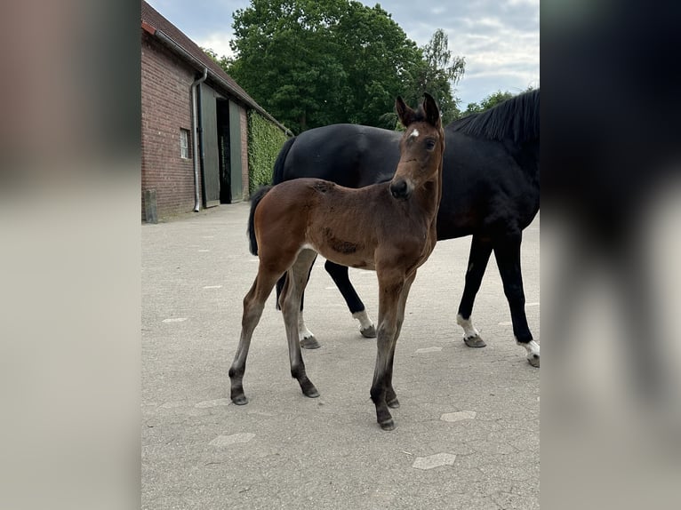 Westfaal Merrie veulen (05/2024) Donkerbruin in Rees